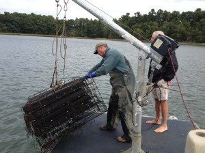 Tim Henry hauling in fresh oysters (Bay Point Oyster Company)