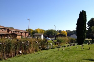 Who wouldn't want all these ducks in the neighborhood?