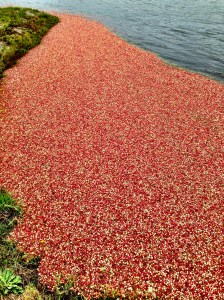 Cranberries in the corral