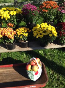 A whole bag of Honeycrisp!