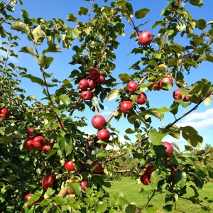 Apples in Vermont