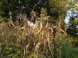 Knee-high by the Fourth, now on it's last legs