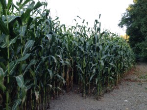 I swear this corn is 10 feet tall.