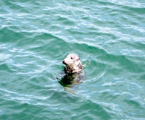 This seal put on a show for us at the Chatham fish market