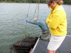 hauling up the cages, a painstaking process