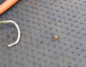 dozens of these little guys scurry back to the sea