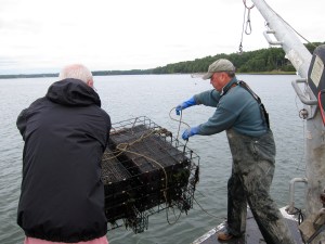 returning about 2,400 developing oysters to their underwater nest