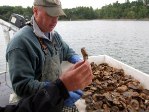 oyster inspection - this one's a keeper