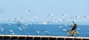 Michael enjoyed surprising the gulls on the pier.