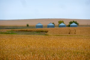 Corn...to eat or put in your gas tank?