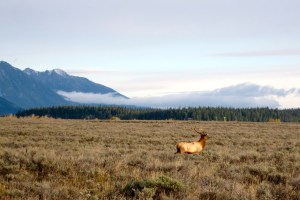 Michaels early morning hunting trip