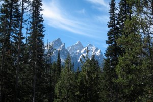 This is honest-to-goodness evergreen scent. Nothing artificial