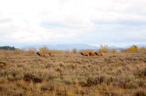 They're out there. An amazing sight to see these animals emerge from the darkness.