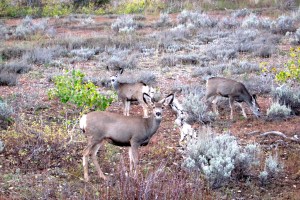 Mule deer along the roadside