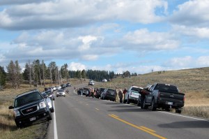 If you see a car on the side of the road, stop. There is an animal out there somewhere. (The grizzly, here.)
