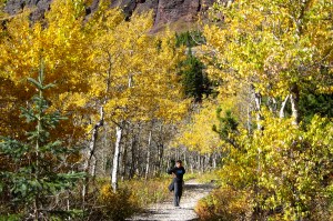 Michael has found his perfect aspen! By the dozen.