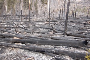 This was a controlled fire.