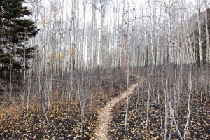 Aspen leaves on the scorched earth.