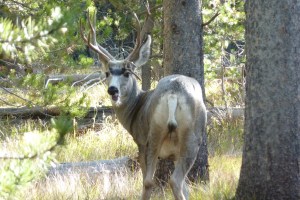 He seemed to stop and pose.