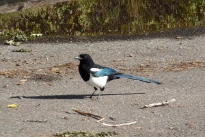 A magpie: Heckle or Jeckle?