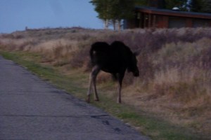 John Muir Moose, heading home to his mountaintop estate.