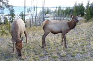 And his harem. Note the white hind quarters.