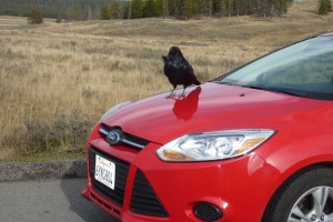 We thought buzzards circled overhead.