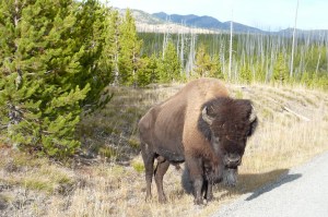 Four feet from the car