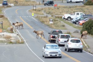 Why does an elk cross the road? To get to Mammoth Springs.