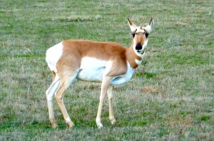 Another to add to the list: a pronghorn