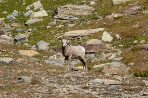 Sighting of another one of the major wildlife species here in the mountains.