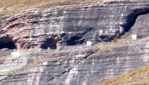 Now can you find the mountain goats?