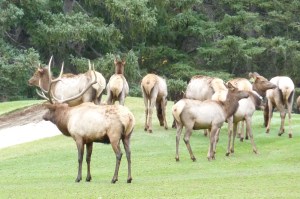 Come on, guys, would ya help me find my ball?