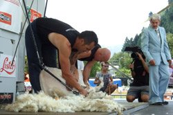 sheep shearing