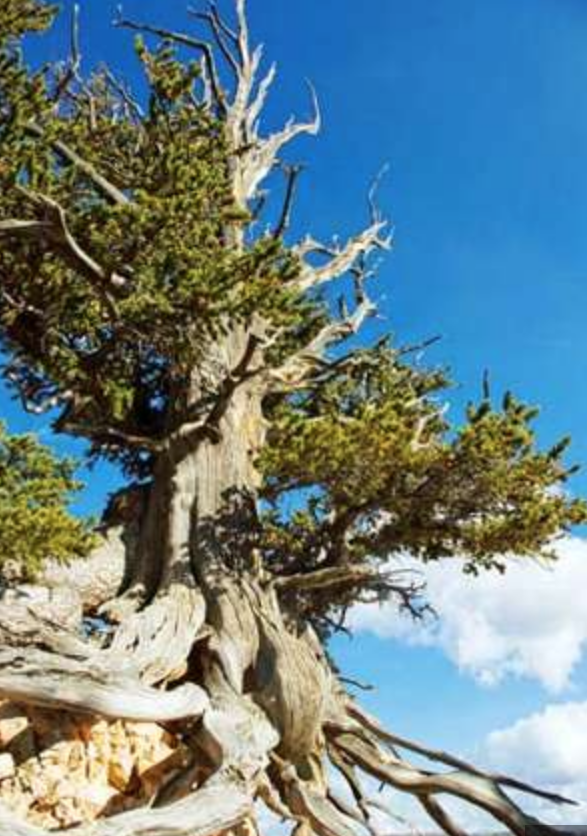 Screen Shot 2018-06-17 at 7.06.40 PM